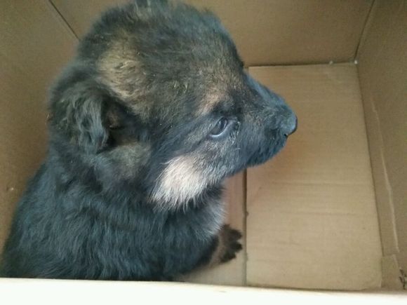 一只德牧从出生到长大的变化,平背短毛德牧幼犬1-12个月变化图