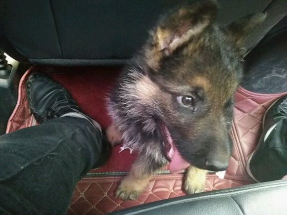 一只德牧从出生到长大的变化,平背短毛德牧幼犬1-12个月变化图