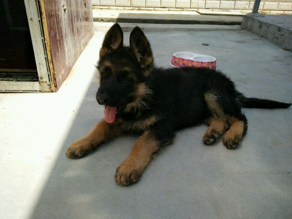 一只德牧从出生到长大的变化,平背短毛德牧幼犬1-12个月变化图