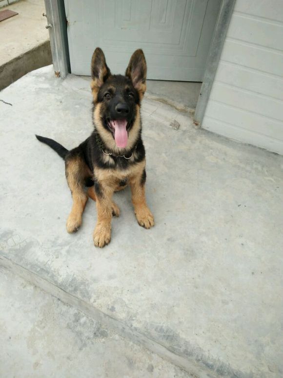 一只德牧从出生到长大的变化,平背短毛德牧幼犬1-12个月变化图