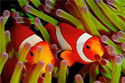 小丑鱼怎么养要准备什么,小丑鱼怎么养才能养得好