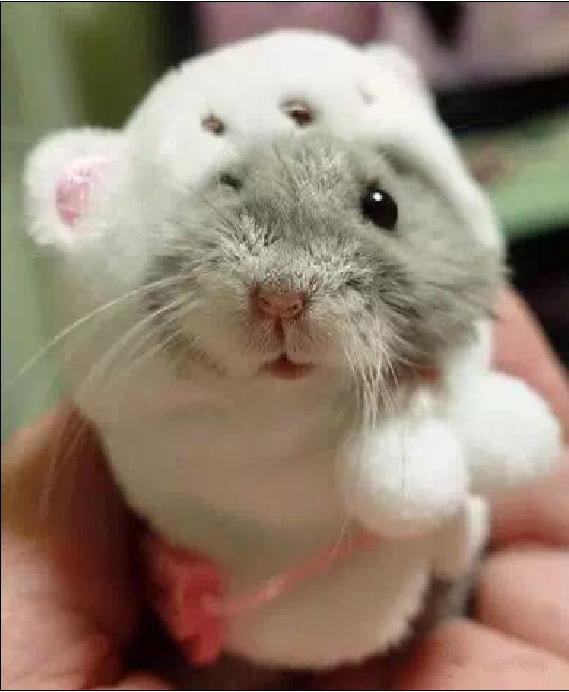 仓鼠宠物沟通,仓鼠宠物怎么上手训练