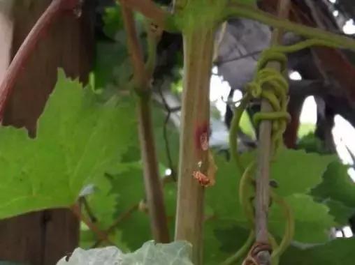 葡萄树干有蛀虫怎么办,葡萄蛀虫