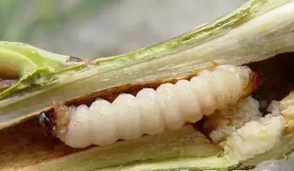 葡萄树干有蛀虫怎么办,葡萄蛀虫