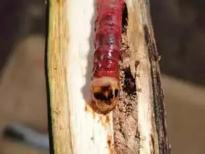 葡萄树干有蛀虫怎么办,葡萄蛀虫