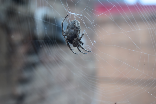 农村上的大蜘蛛是益虫还是害虫,农村生活中常见的蜘蛛