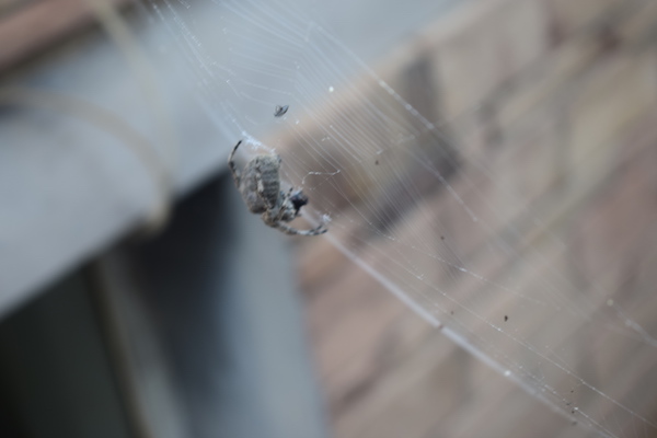 农村上的大蜘蛛是益虫还是害虫,农村生活中常见的蜘蛛