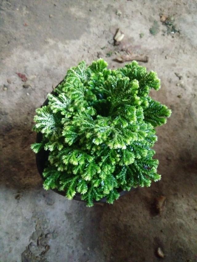 装修好的房子种什么植物能去甲醛,24小时去甲醛有害气体的植物