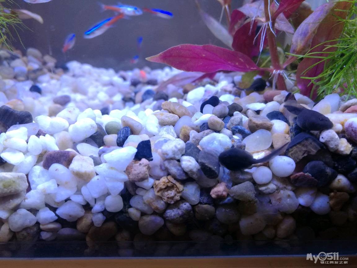 蝌蚪和鱼的寓言故事,小蝌蚪和小青蛙小故事