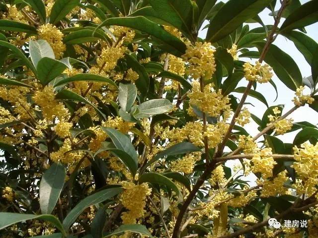 别墅庭院景观树图片大全,别墅庭院围栏用什么树