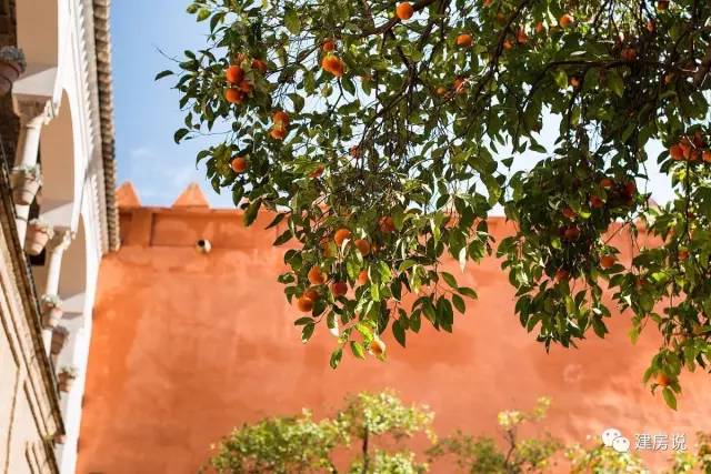 别墅庭院景观树图片大全,别墅庭院围栏用什么树