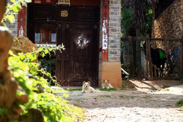 我与丽江的故事｜鲜为人知的玉湖村美景