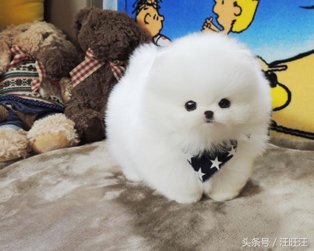 宠物狗用品小型犬,养宠物狗狗的日常生活用品