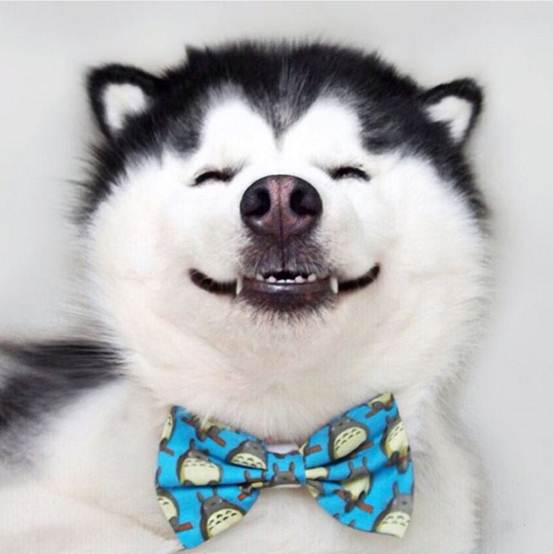 为什么说哈士奇是猛犬,狗哈士奇有什么特点