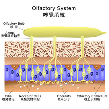 引起嗅觉消失的原因,导致嗅觉减退的原因