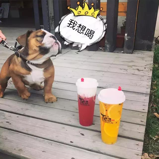 全国各地最火网红奶茶店,人气最旺的网红奶茶店