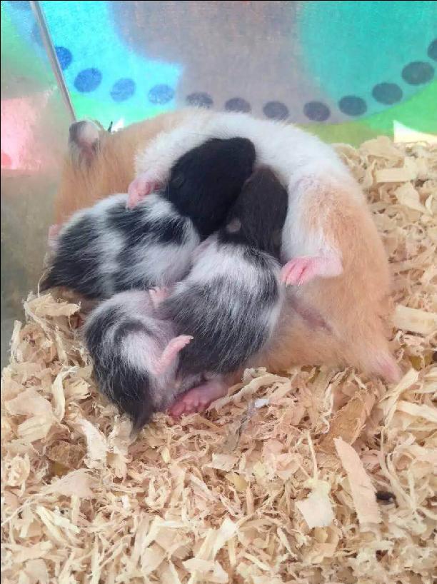 仓鼠怎么分辨公母母仓鼠怀孕征兆,仓鼠怀孕后要把公仓鼠隔离吗