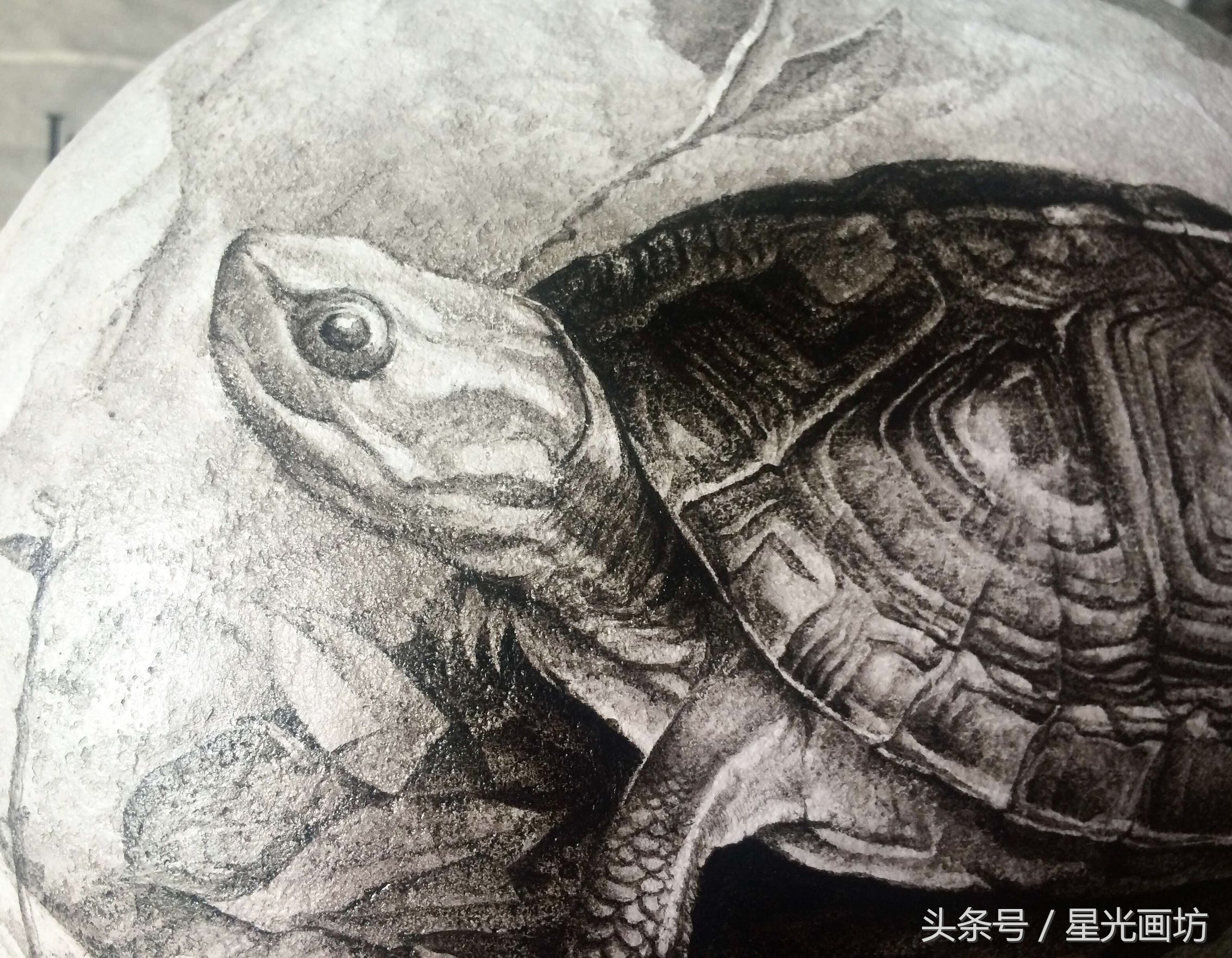 石头上画乌龟教程,龟石头画教程