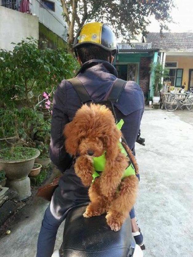 狗自己背的户外小背包,狗主人背包