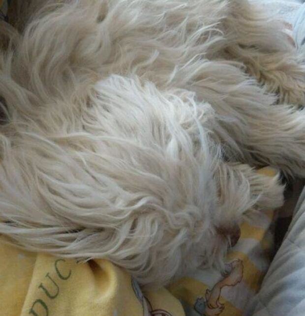 狗狗最爱待的就是我的床，今天狗狗走了，医生说了原因，好想哭