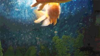 调皮鹦鹉鱼日常,鹦鹉鱼喜欢摸摸头