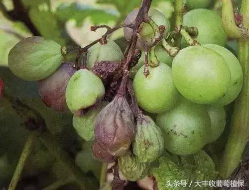 葡萄穗尖干枯怎么治,葡萄芽尖枯萎的解决方法