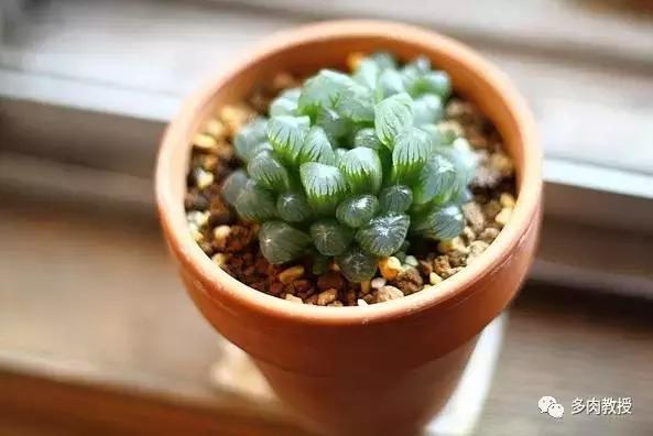 多肉玉露干瘪发黑怎么救,玉露多肉蔫了怎么补救