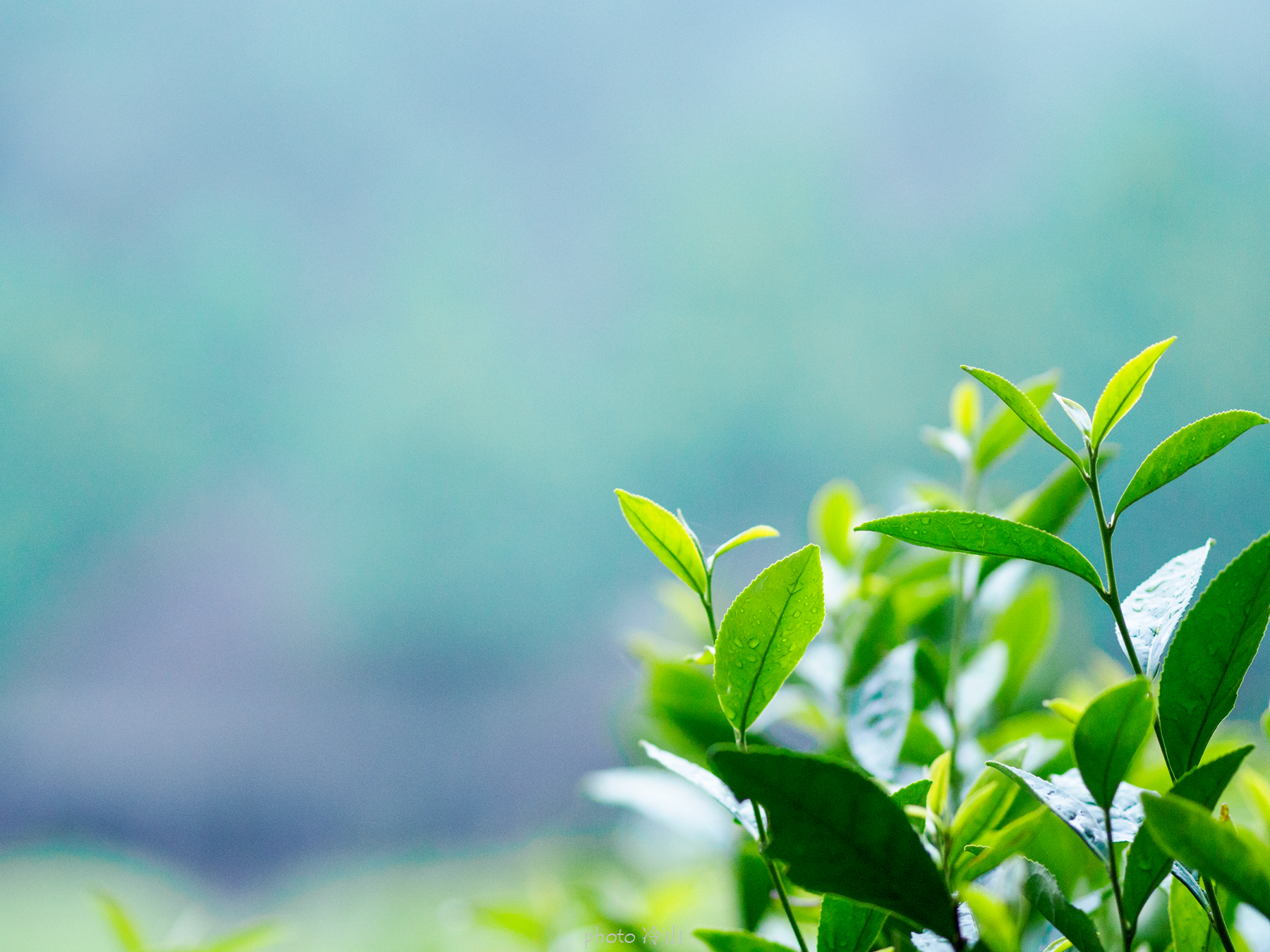 华顶千年杜鹃林,天台山石梁瀑布华顶杜鹃