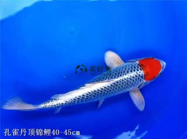 极品丹顶红,五色丹顶跟红白丹顶哪个贵