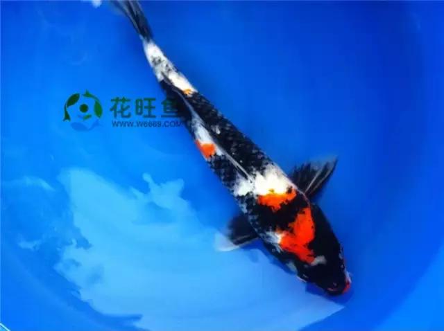 极品丹顶红,五色丹顶跟红白丹顶哪个贵