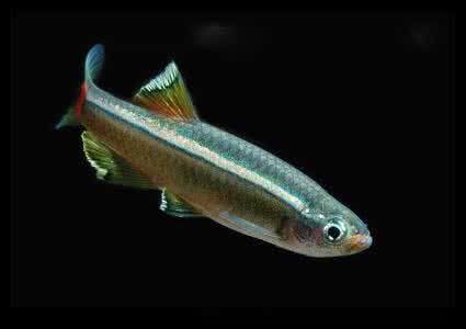 南美灯鱼饲养环境,灯鱼的饲养方法