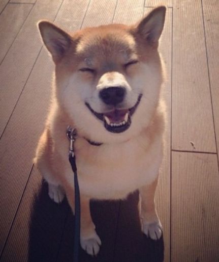 能让狗狗开心的话,让狗狗开心的几句话有哪些