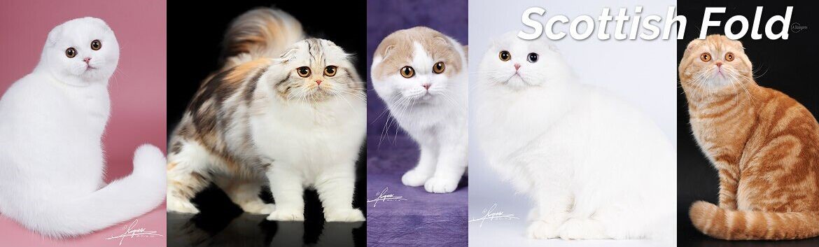 猫咪品种价格排行榜,猫咪品种的价格