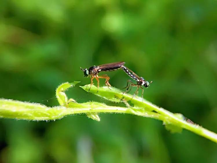 手机怎么玩转拍摄,手机怎样微距拍照