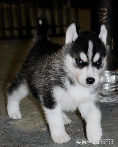 宠物狗养育常识,宠物狗的育儿方法