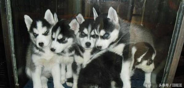 宠物狗养育常识,宠物狗的育儿方法