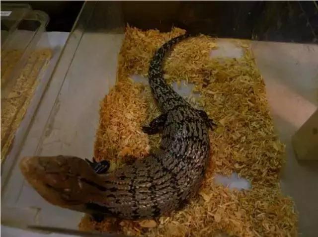 亚宠展第二弹的宠物,亚宠展有爬宠吗