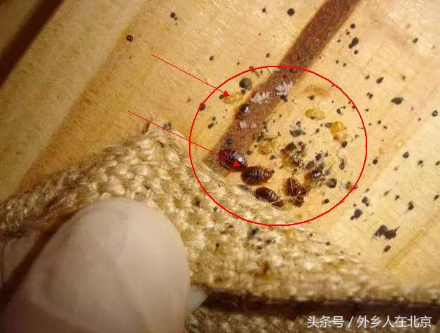 有根治臭虫的方法吗,根治臭虫最好的方法