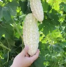 夏瓜的十种最佳吃法,夏天多吃苦瓜教你最好吃的做法