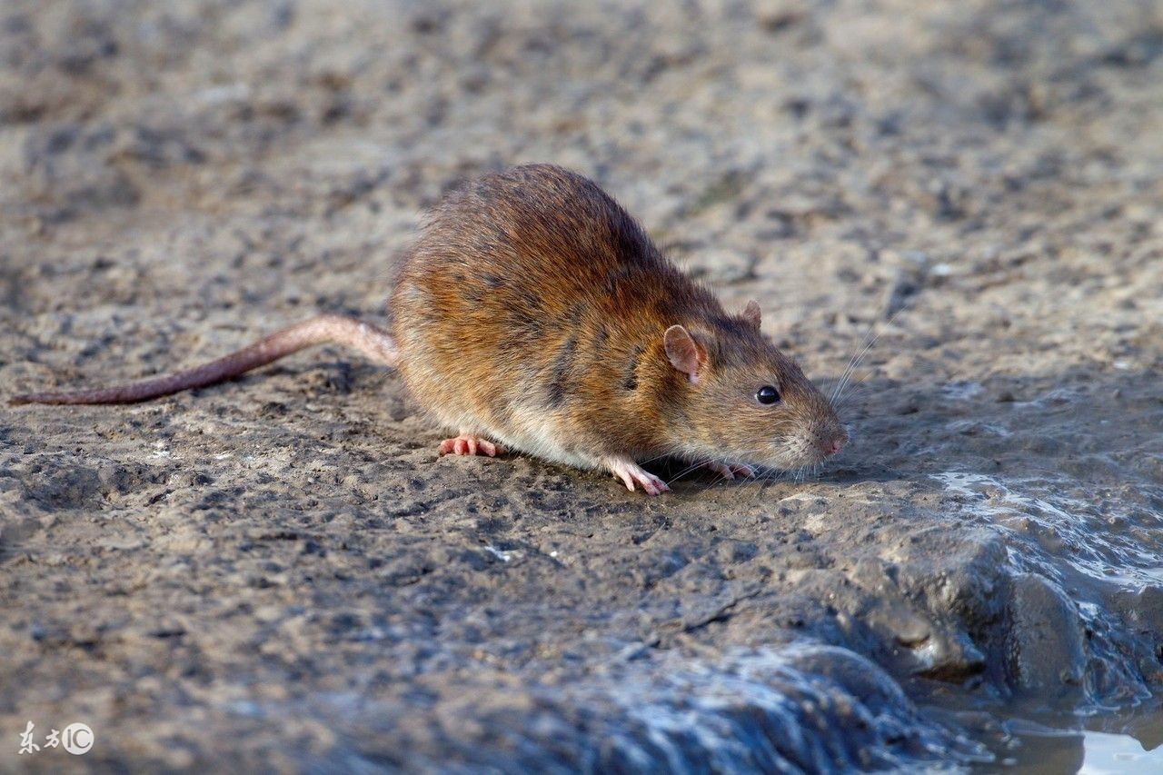 96属鼠男2022全年运势,属鼠的人从今天开始运势怎样