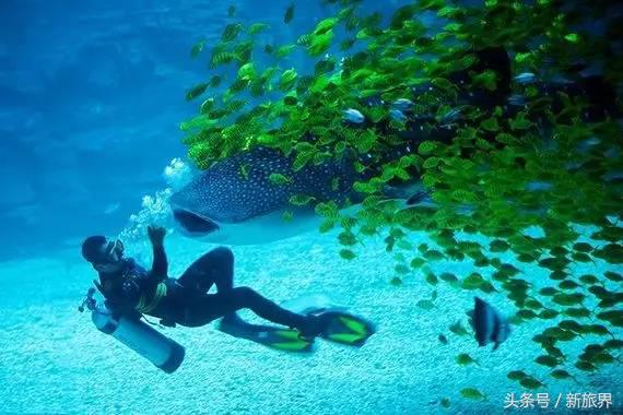 海昌海洋公园最盈利的项目,上海海昌海洋公园的产业格局