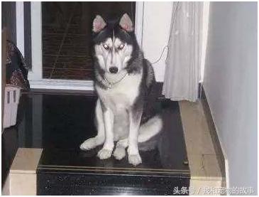 养哈士奇好还是养阿拉斯加好,养哈士奇是一种什么体验