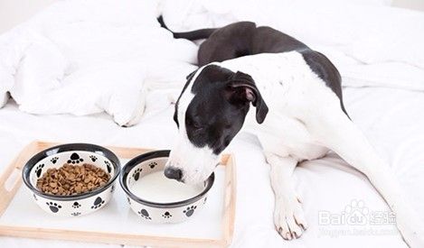 天热狗狗不喝水怎么办,天热狗狗不吃