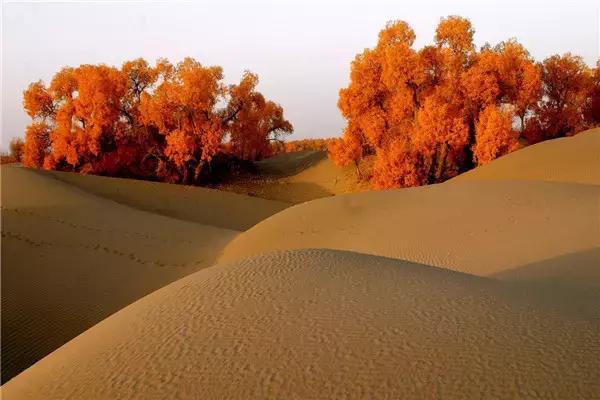 三千年的情缘，三千年的企盼只为这一季的金秋（附攻略）