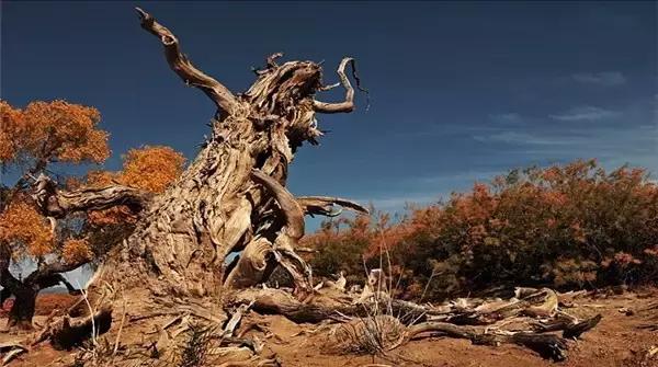 三千年的情缘，三千年的企盼只为这一季的金秋（附攻略）