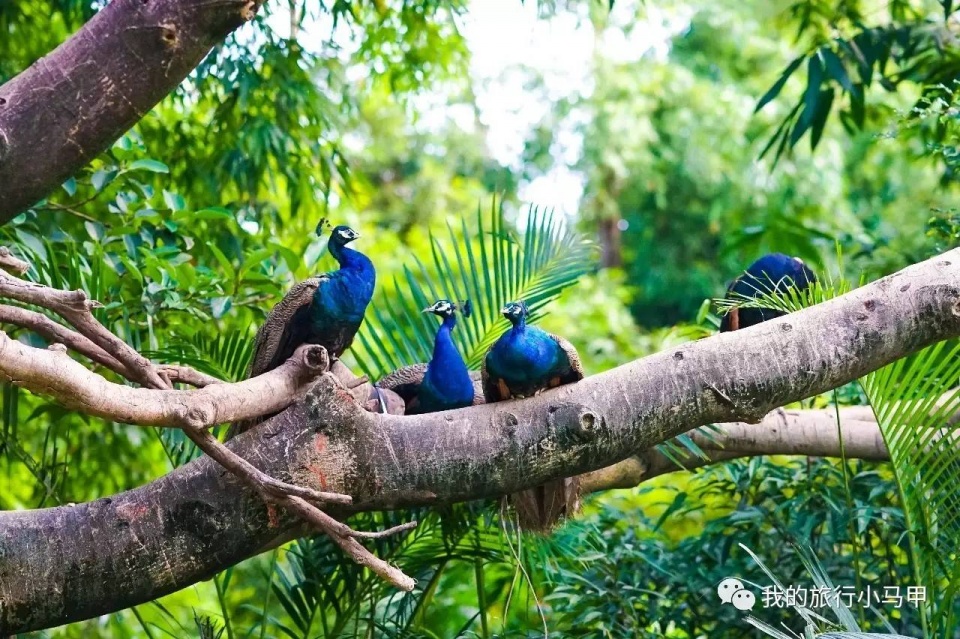 珠海长隆野生动物园旅游攻略,广州长隆自驾游旅游攻略