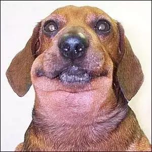 宠物打完疫苗之后很凶正常吗,宠物打完疫苗什么感觉