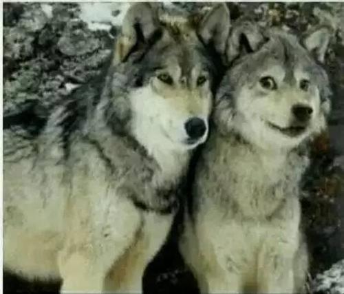 厉害了，我的二哈！“狗生”圆满：混入动物园，娶了头母狼