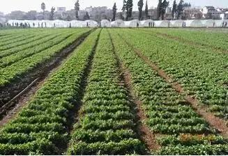 一亩蔬菜种植成本利润分析,蔬菜种植成本测算