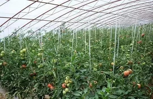 一亩蔬菜种植成本利润分析,蔬菜种植成本测算